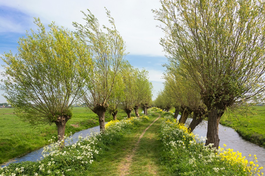 knotwilgen tref je veel aan langs landbouwgrond - landschappen met Toeractief