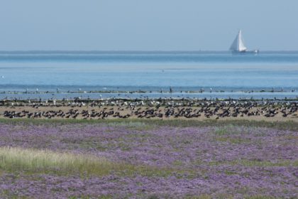 Nederlandse landschappen: kleigrond. Hier vind je weer een unieke flora en fauna - Toeractief