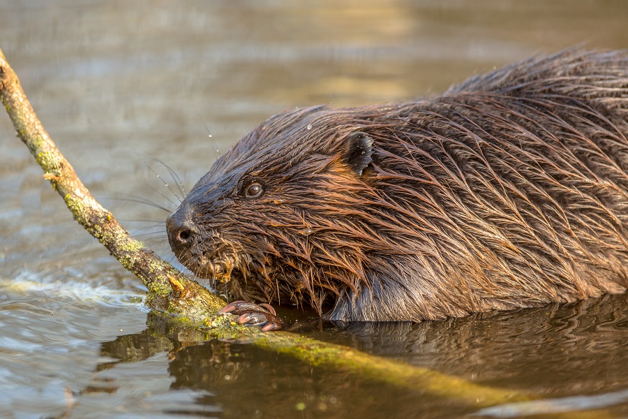 Nederlandse landschappen: kleigrond. Hier vind je weer een unieke flora en fauna - Toeractief