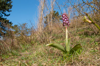 De hyacintorchis in de duinen van Noordwijk – Foto: Mark Kras