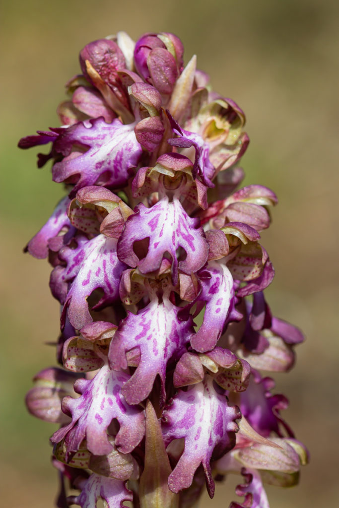 De bloemen van de hyacintorchis – Foto: Mark Kras