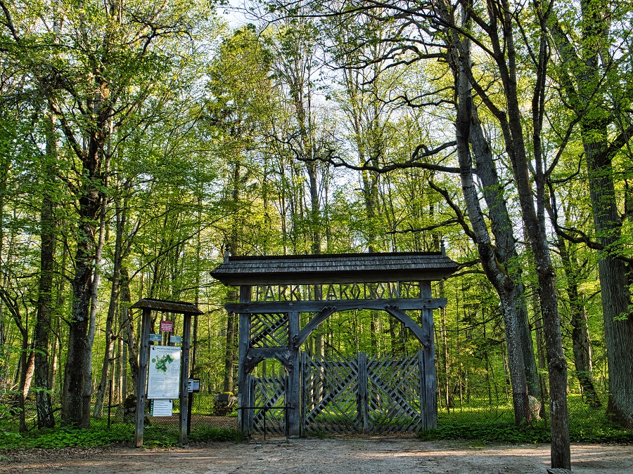 Oerbos in Bialowieza