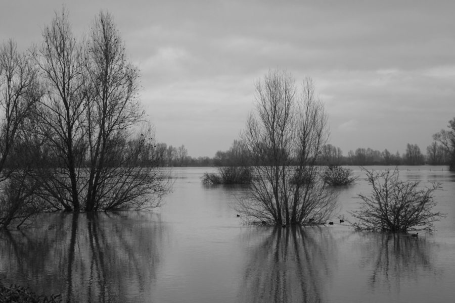 natuurfoto bij slecht weer