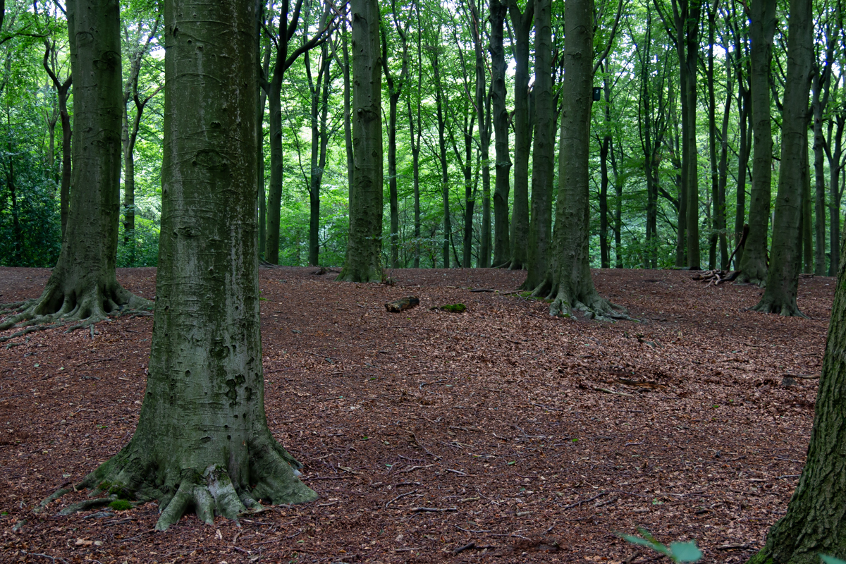 Haagse bos