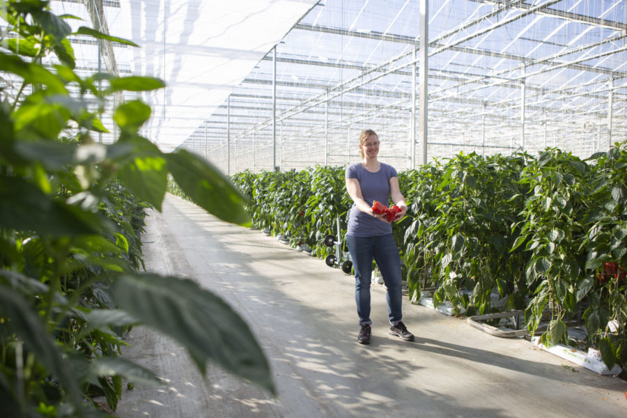 Paprika's uit de kassen van de regio West-Friesland