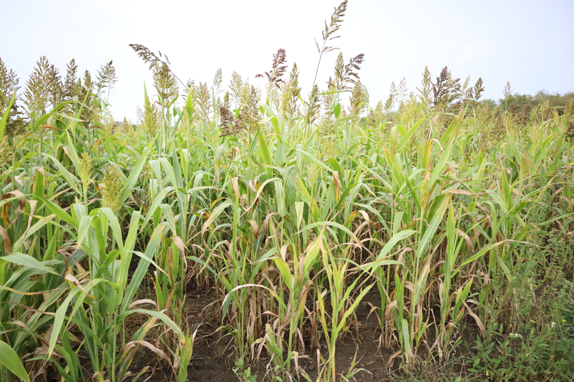 Sorghum lijkt op mais en heeft grote graanpluimen