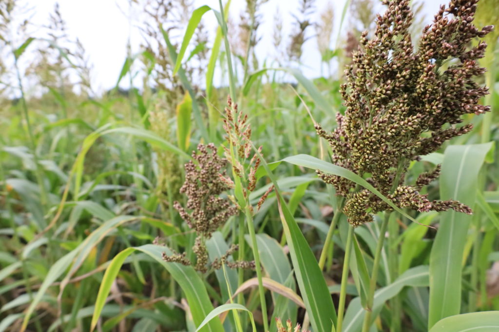 Sorghum klaar voor de oogst