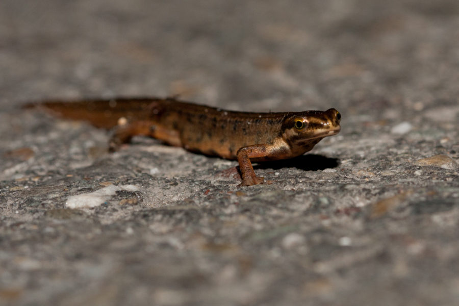 Kleine watersalamander