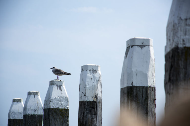 Fietsroute Texel