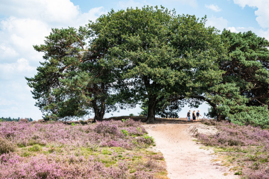 Zuiderheide