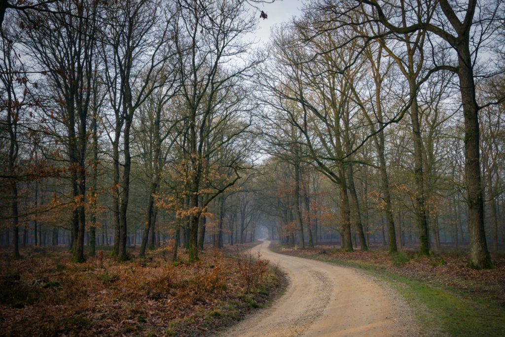 Fietsroute Elspeet: fietsen door de bossen