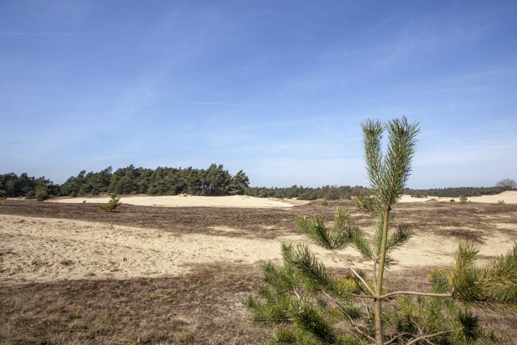 Wandelroute Kootwijk: Kootwijkerzand