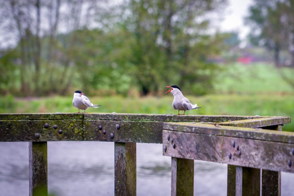 vogels in Willeskop