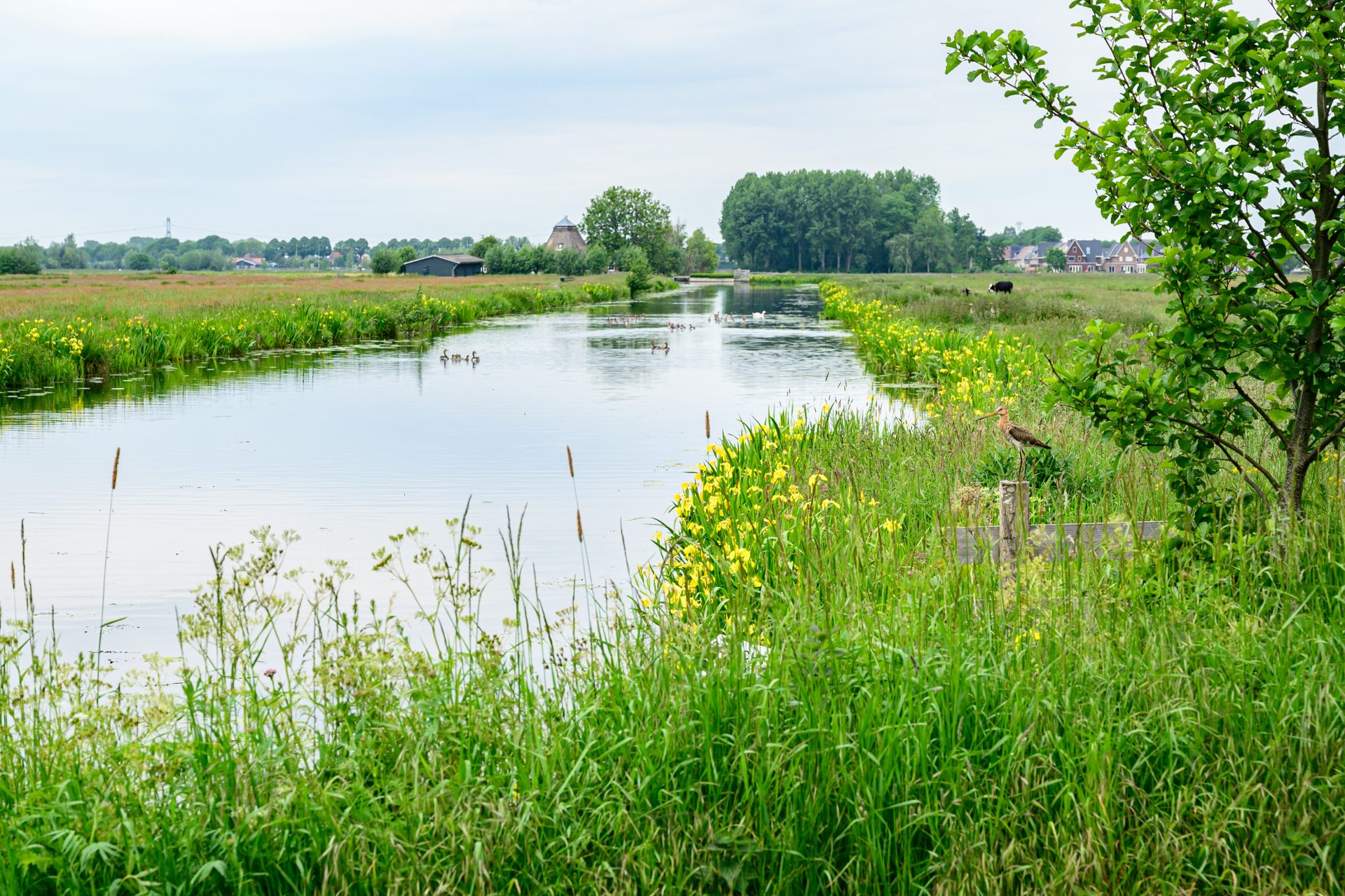 Weidelandschap met grutto nabij Stolwijk