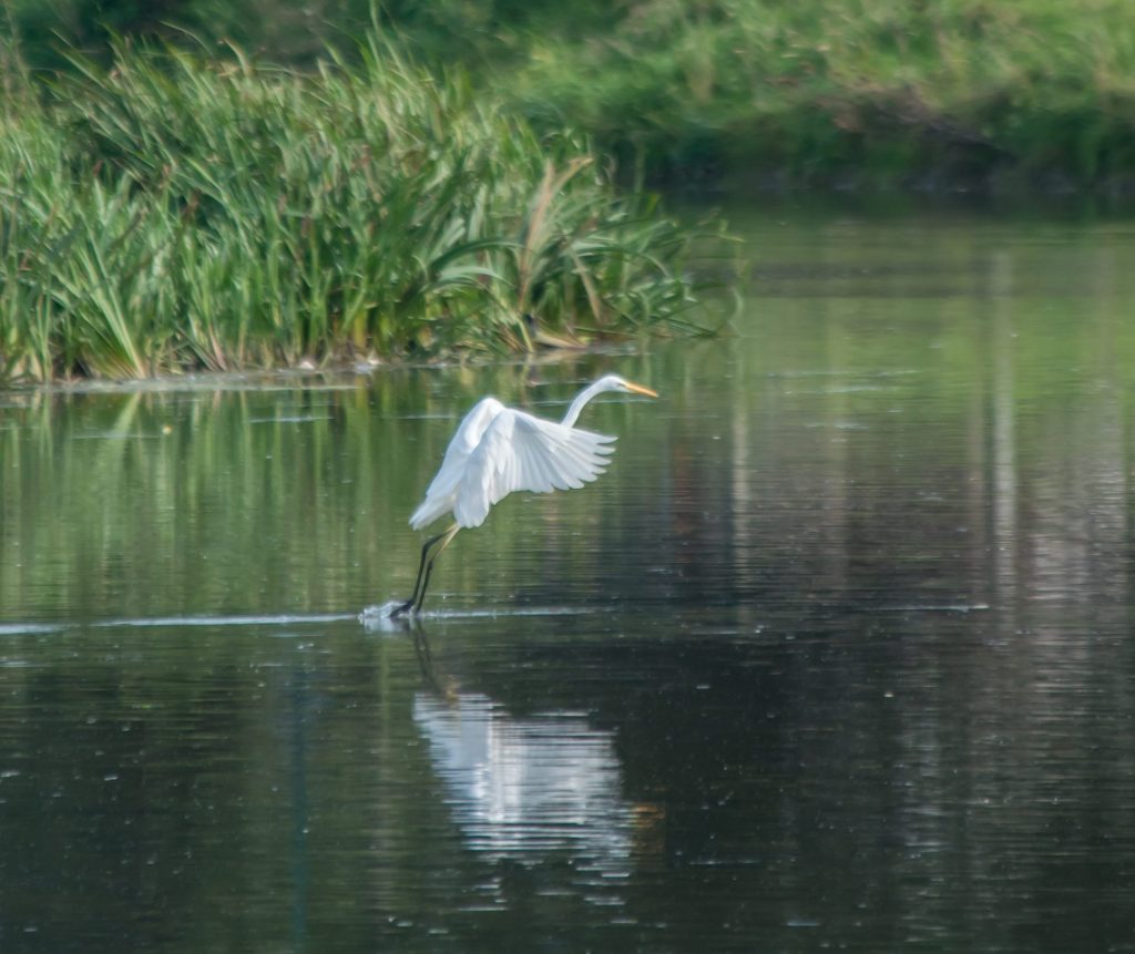 Opvliegende zilverreiger