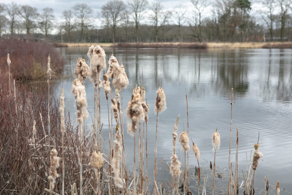 Natuur op wandelroute Esbeek