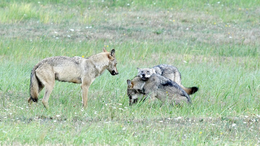 Film Wolf