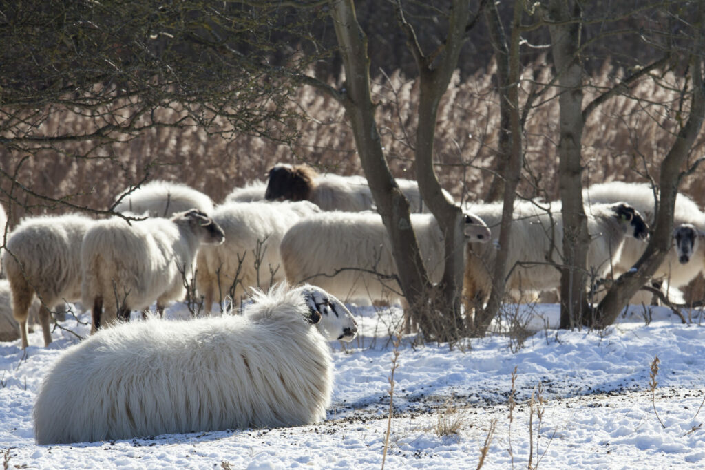 Kudde schapen in het Noordhollands Duinreservaat nabij Castricum
