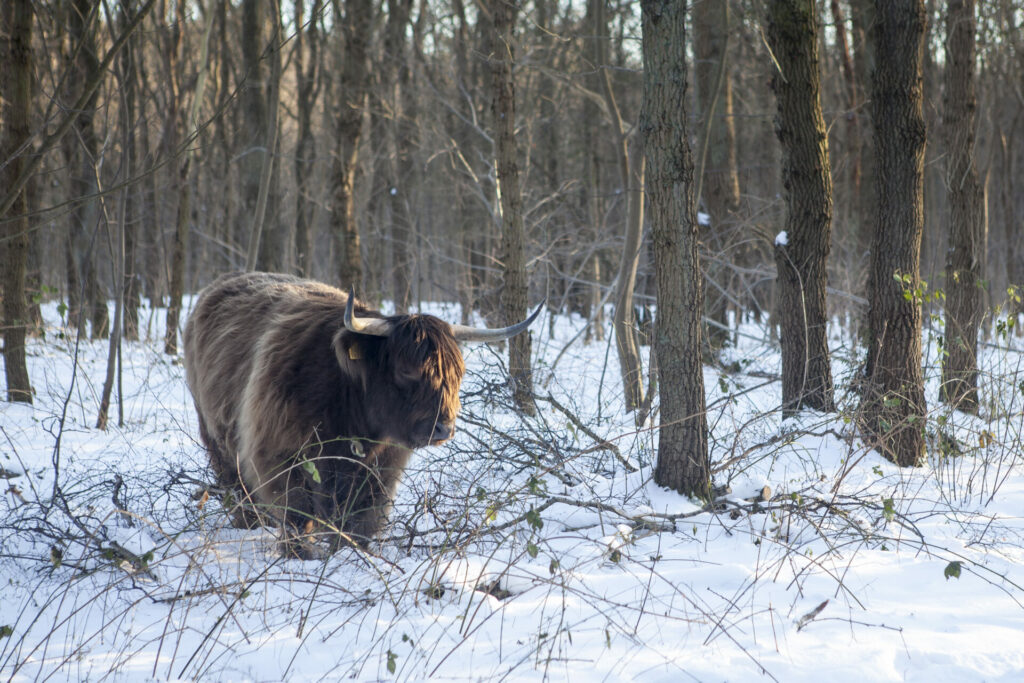 Schotse hooglander in Noordhollands Duinreservaat