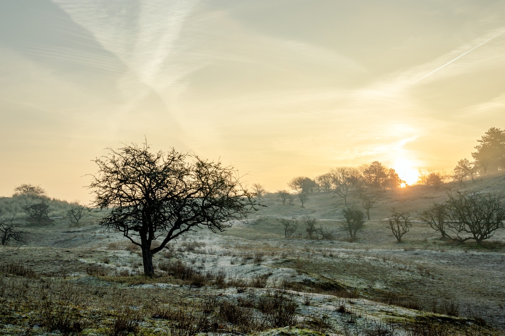 Amsterdamse Waterleidingduinen