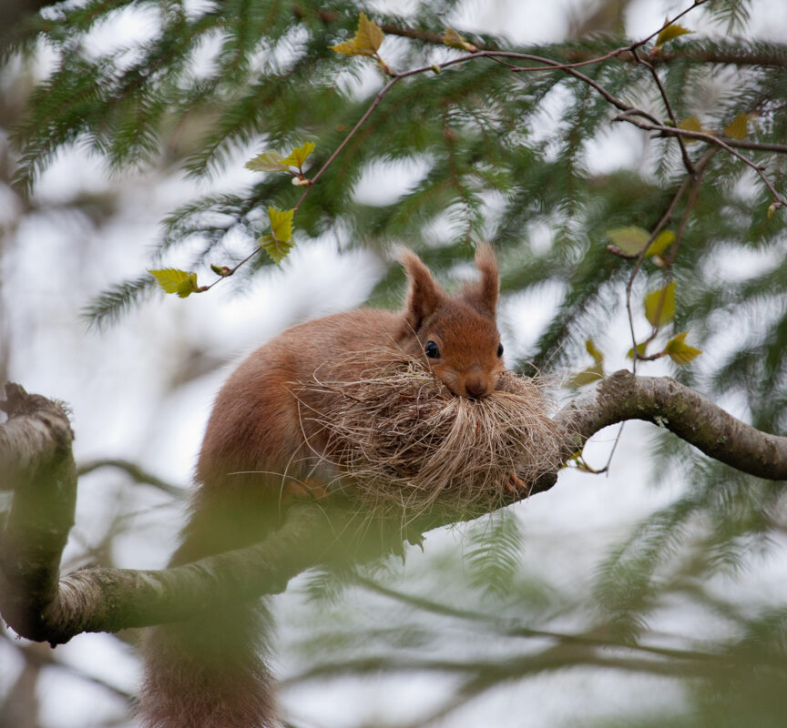 Een goed geïsoleerd nest vraagt flink wat kennis, kunde en inspanning. Foto: Mark Kras