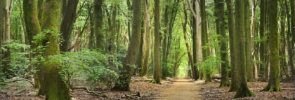 solowandelen in de natuur