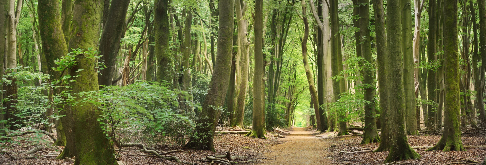 solowandelen in de natuur