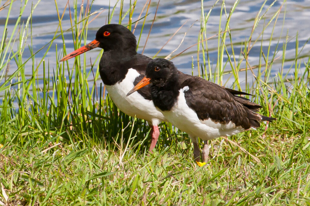 scholeksters 