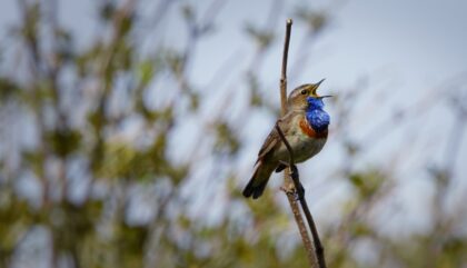 Blauwborst Texel