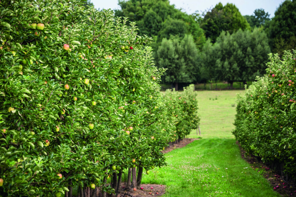appelboomgaard, Hageland, Vlaanderen