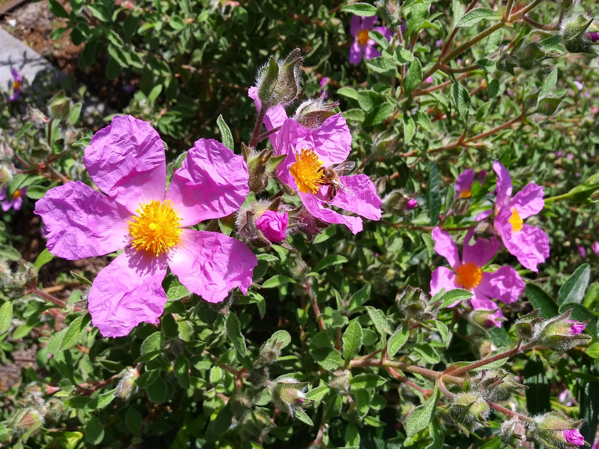 Cistus creticus in Hortus botanicus Leiden