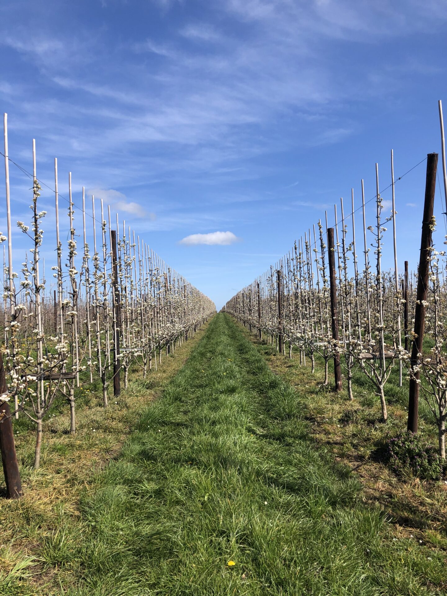 Bloesems in de boomgaarden in het Hageland