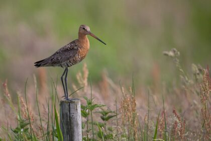 grutto, vogels kun je niet melken, bote de boer