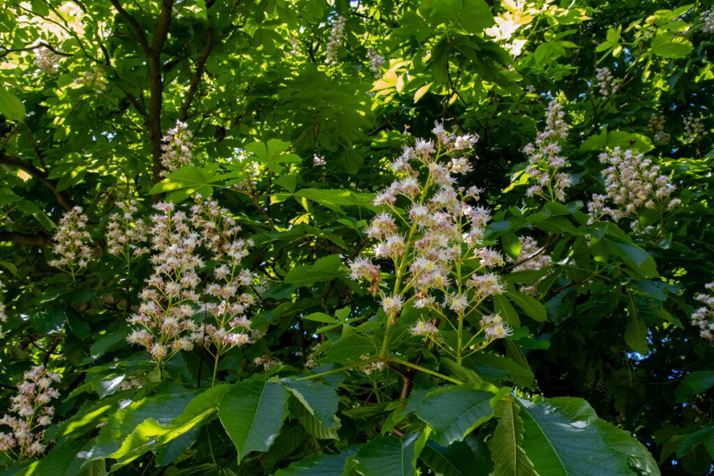 Bloemen van de witte paardenkastanje op de Koekamp