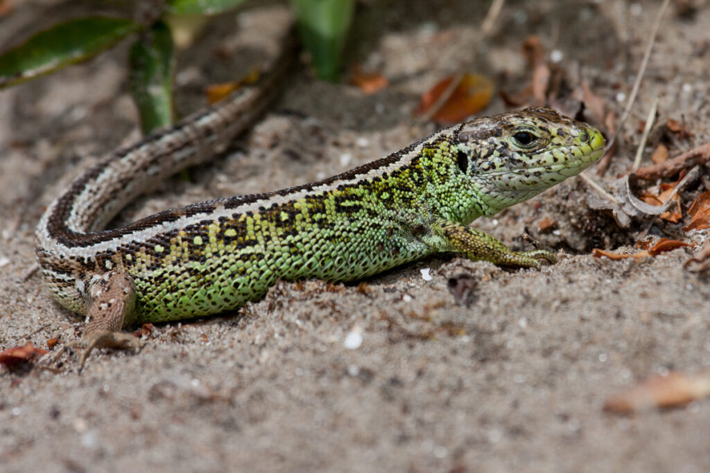 Zandhagedis