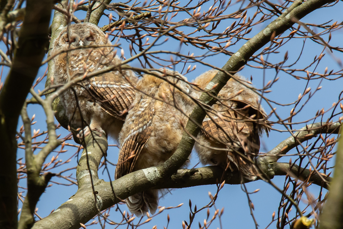 Bosuilen in het Haagse Bos