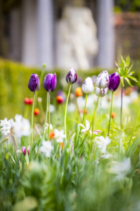 Tulpen bij Rubenshuis