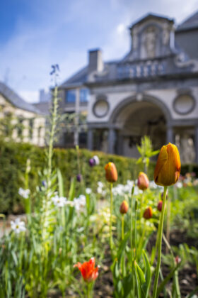 Historische tulpen Rubenshuis Antwerpen