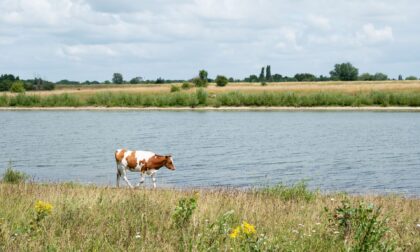 Koeien in de Buitenwaarden Zwolle