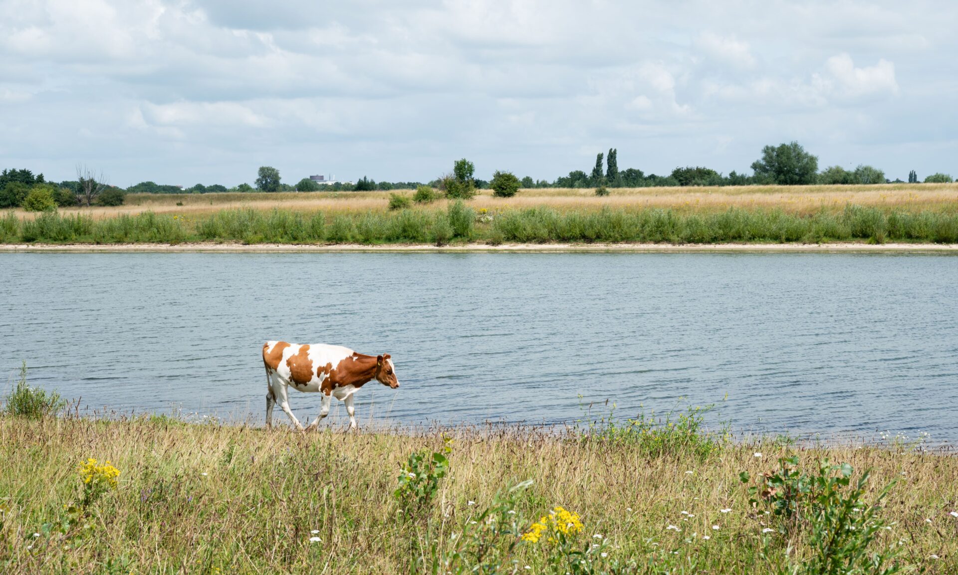 Koeien in de Buitenwaarden Zwolle