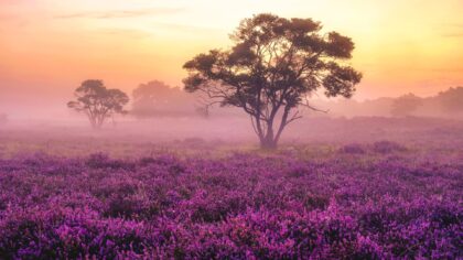 Veluwe Zuiderheide park
