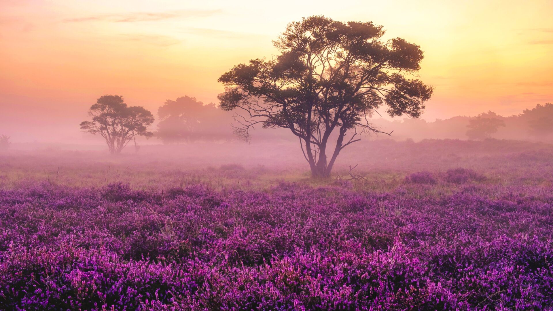 Veluwe Zuiderheide park