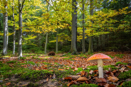 Herfstwandeling Nederland