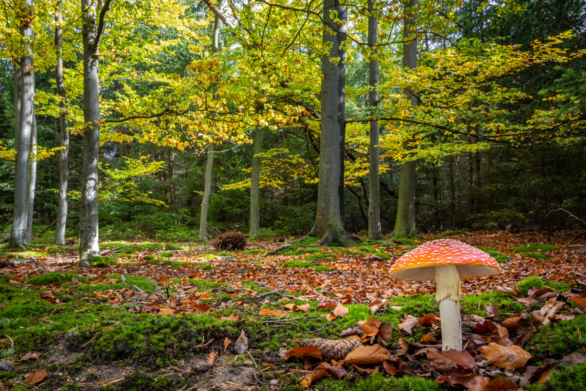 Herfstwandeling Nederland