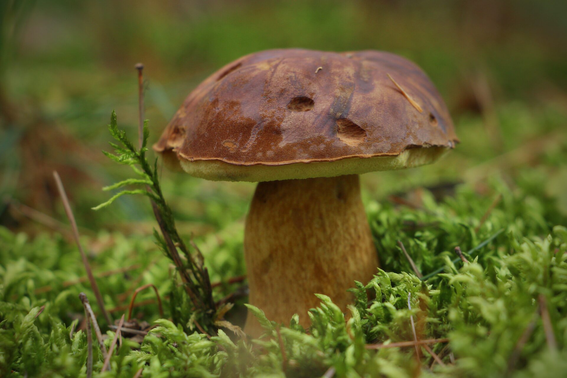 Paddenstoelen zoeken