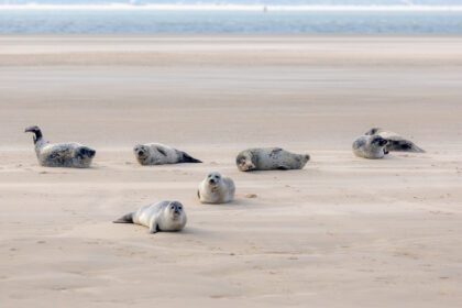 Zeehonden op Texel