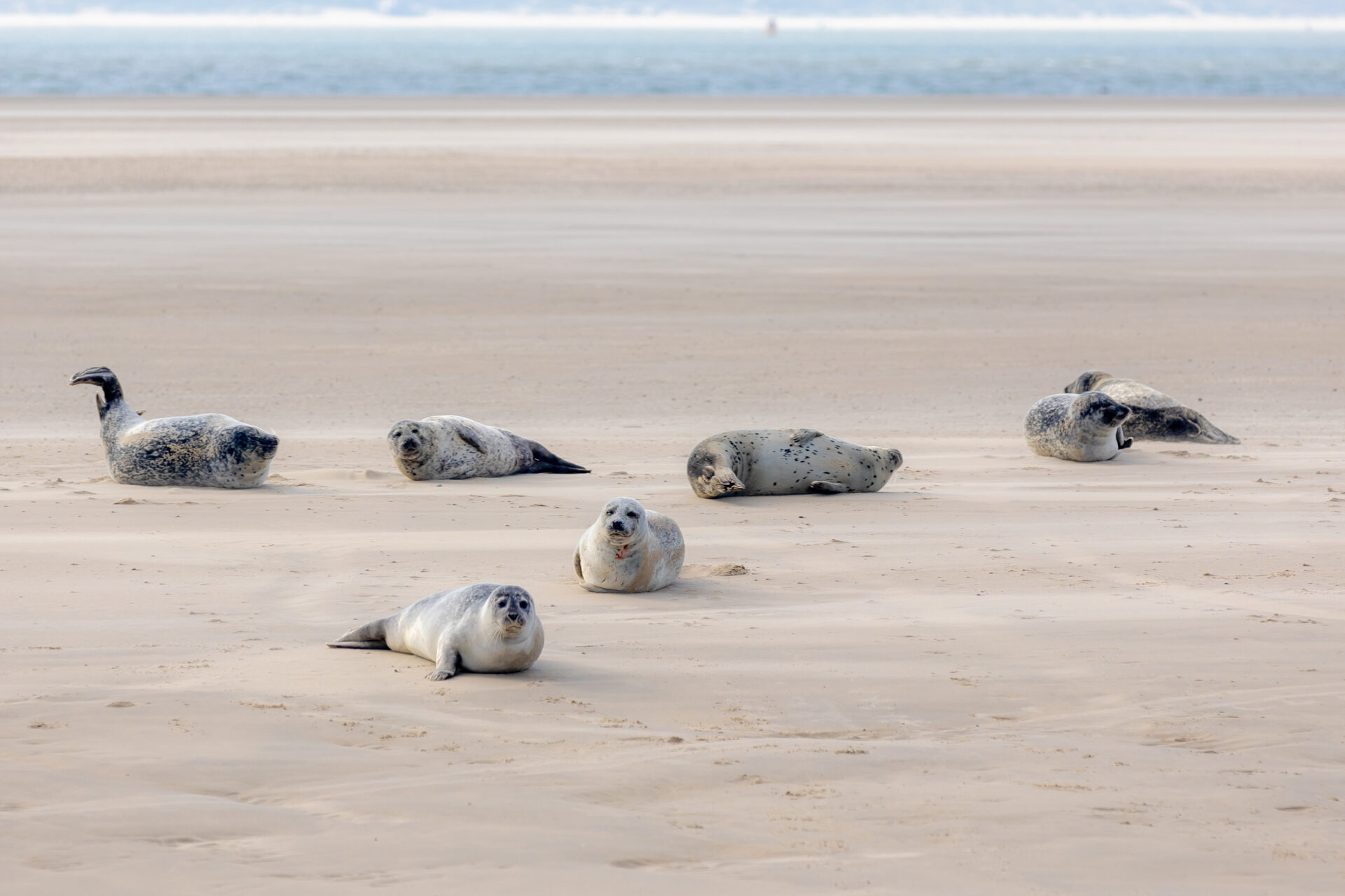 Zeehonden op Texel