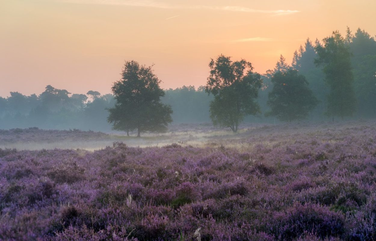 Fietsroute Heeze brengt je naar de Brabantse heide - Toeractief