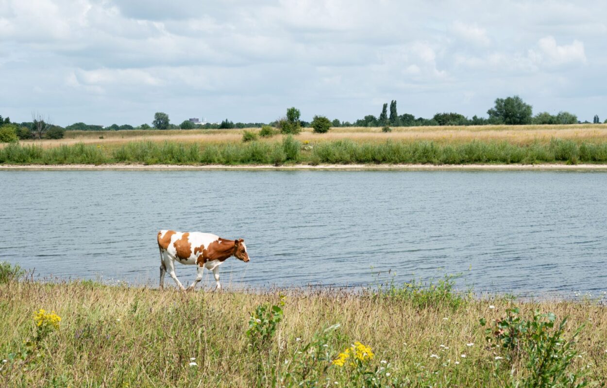 Koeien in de Buitenwaarden Zwolle