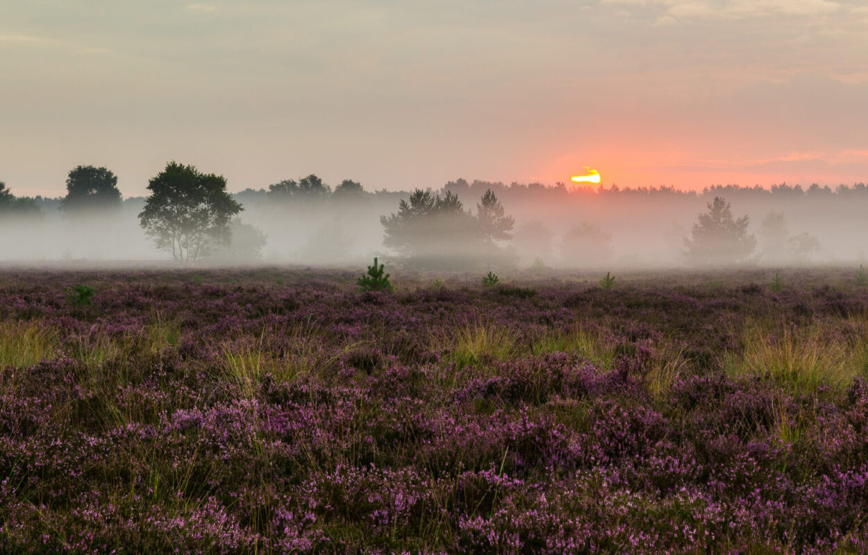 Rucphense Heide Rucphense Heide